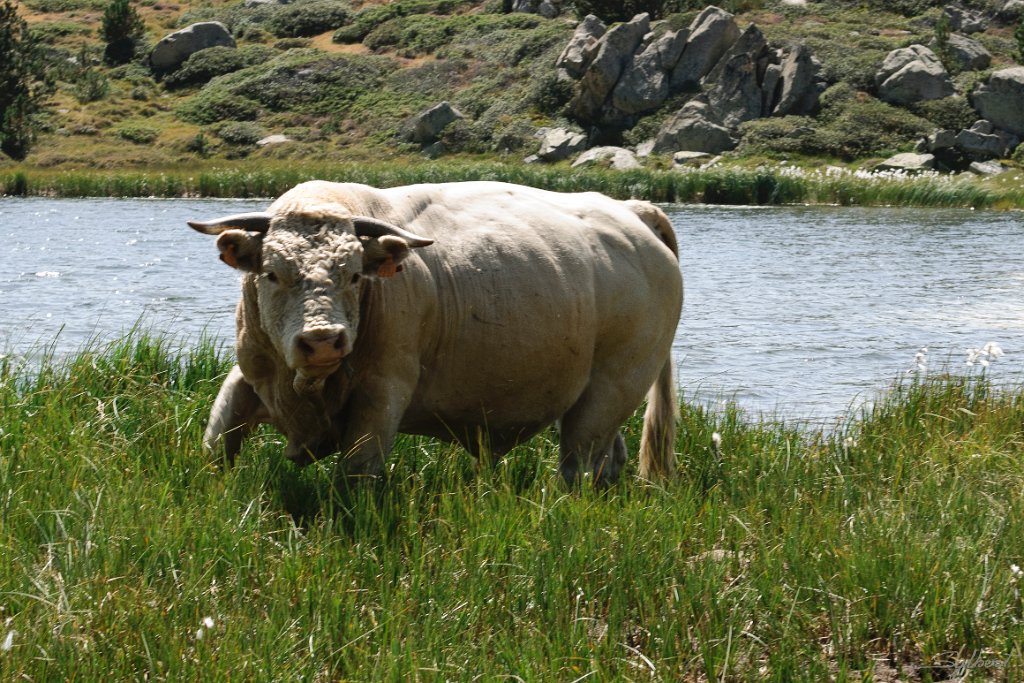 _GIL3659 m.JPG - L'ami du photographe... et derrière l Estany sec.